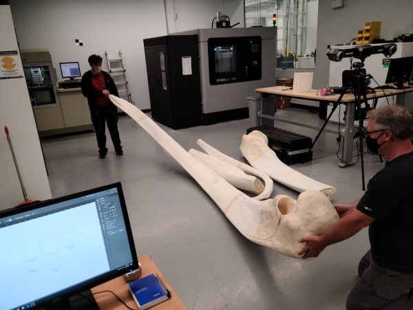 人们拿着一个14英尺长的弓头鲸下颌骨复制品